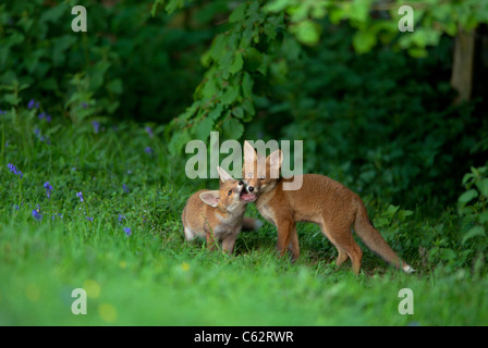 La volpe rossa Vulpes vulpes una coppia di cuccioli di fox play-scontri a margine di un campo Derbyshire, Regno Unito Foto Stock