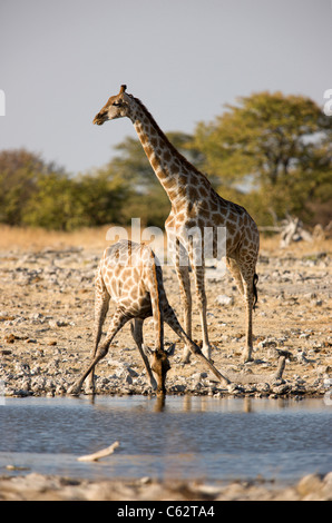 Un maschio di giraffa sta guardare come una femmina di bevande. Il Parco Nazionale di Etosha, Namibia. Foto Stock