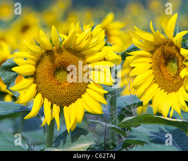 Girasole Helianthus annuus una pianta annuale. Foto Stock