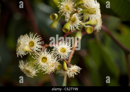 Close up di fiori cluster su Eucalyptus polyanthemos. Foto Stock