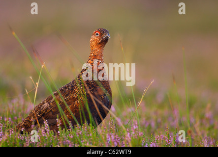 RED GROUSE Lagopus lagopus scoticus un avviso maschio adulto tra la fioritura heather Yorkshire Dales National Park, il Yorkshire, Regno Unito Foto Stock