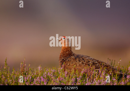 RED GROUSE Lagopus lagopus scoticus un adulto maschio tra la fioritura heather Yorkshire Dales National Park, il Yorkshire, Regno Unito Foto Stock