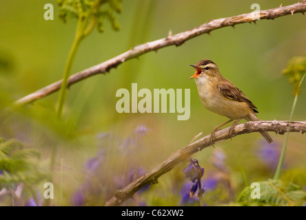 SEDGE TRILLO Acrocephalus schoenobaenus un adulto Appollaiato tra la vegetazione Saltee Isola, Irlanda Foto Stock