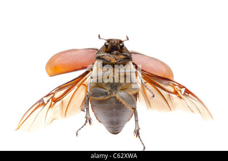 Insetti volanti scarabeo può beetle isolato su bianco Foto Stock