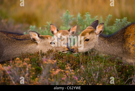 SIKA DEER Cervus nippon un adulto e sub-adulto toccare nasi, un vitello giovane guarda su Dorset, Regno Unito Foto Stock