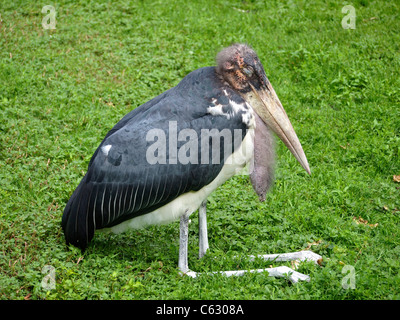 Appoggio African Marabou stork, questa deve essere una delle più brutte animali nel mondo. Zooparc de Beauval, Saint Aignan, Francia Foto Stock