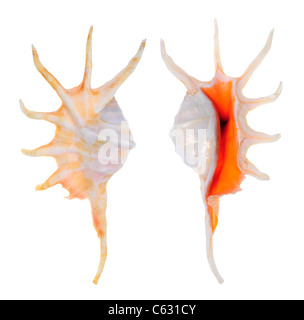 Orange Spider Conch (Strombidi crocata crocata) 14cm Foto Stock