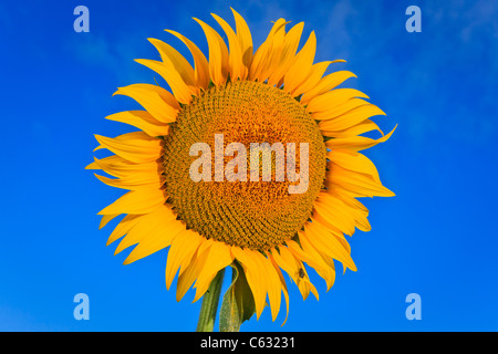 In prossimità di una testa da un girasole contro un cielo blu , Umbria, Italia Foto Stock