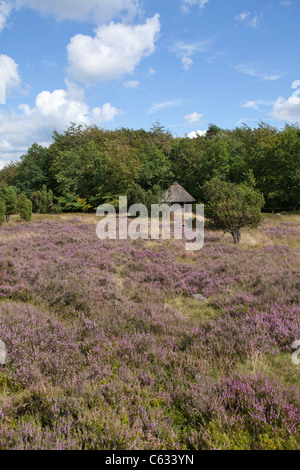 Vista dal Monte Wilsede, Luneberg, Bassa Sassonia, Germania Foto Stock