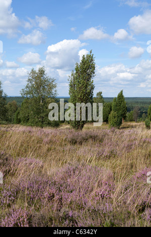 Vista dal Monte Wilsede, Luneberg, Bassa Sassonia, Germania Foto Stock