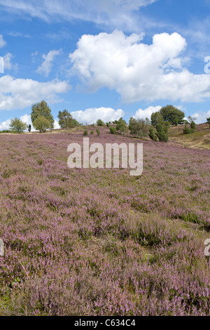 Blooming heather sul Monte Wilsede, Luneberg, Bassa Sassonia, Germania Foto Stock