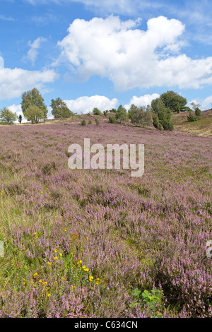 Blooming heather sul Monte Wilsede, Luneberg, Bassa Sassonia, Germania Foto Stock