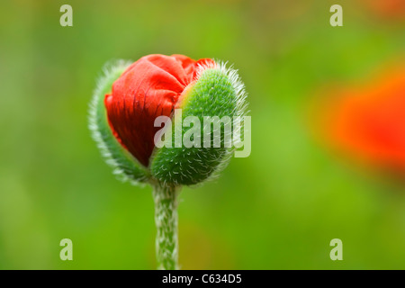 Apertura di papavero orientale bud, vista ravvicinata. Foto Stock