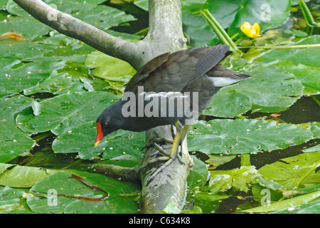 (Moorhen Gallinula chloropus) appollaiato sul log in acqua Foto Stock