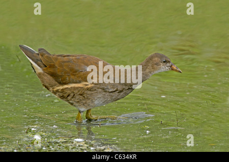 (Moorhen Gallinula chloropus) capretti camminando in acqua Foto Stock