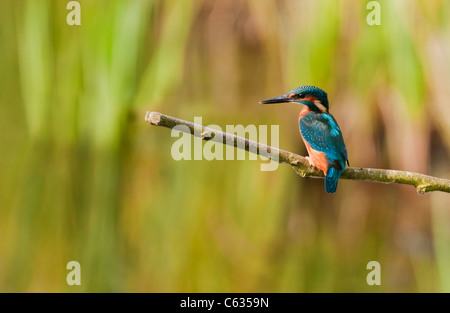 Comune maschio Kingfisher (Alcedo atthis) arroccato