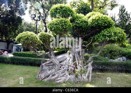 Il cinese Banyan Tree e radici nella parete di Kowloon City Park di Hong Kong, Cina Foto Stock
