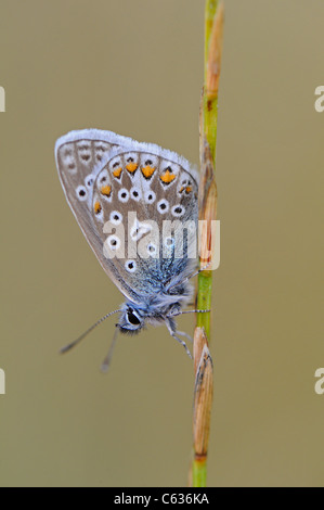 Close-up di un comune maschio Blue Butterfly a riposo su un gambo di erba Foto Stock