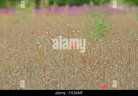 Papaveri comune con teste di seme Foto Stock