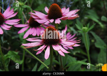 Echinacea purpurea Magnus o cono fiori Inghilterra Regno Unito Foto Stock