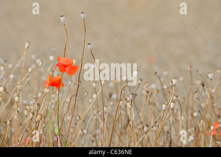 Papaveri comune con teste di seme. Foto Stock