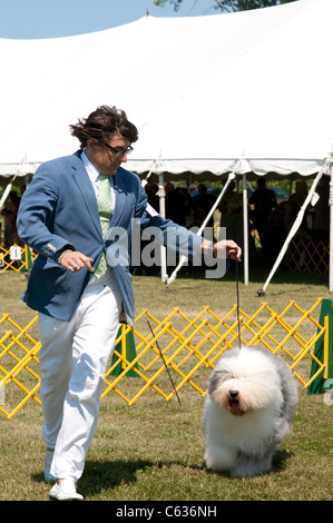 Il gestore che mostra Old English Sheepdog in mostra ad anello. Foto Stock