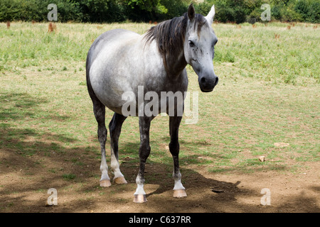 Arabian Horse in un paddock di Equus caballus ferus Foto Stock