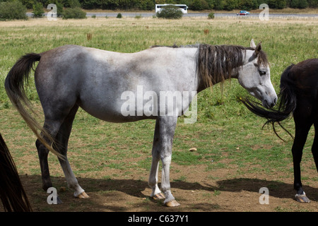 Arabian Horse in un paddock di Equus caballus ferus Foto Stock