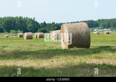 Rotoli di paglia sul campo di agricoltore in estate Foto Stock