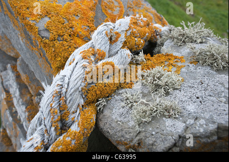 Mare arancione Lichen (Caloplaca marina) e Mare Lichene d avorio (Ramalina siliquosa) crescente sulla fune e stalattite parete Fair Isle Foto Stock