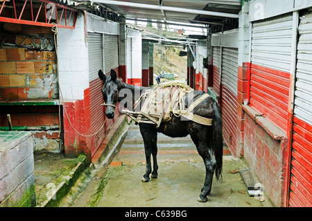 Mulo a un mercato, Chiesa Santuario de Monserrate, Cerro Monserrate montagna, Cordigliera, Bogotà, Colombia Foto Stock