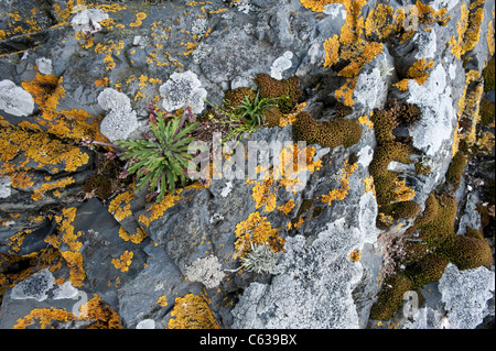 Fair Isle costa meridionale cliff rocce sono ricoperte in varietà di licheni Shetland Arcipelago subartiche Scozia UK Europa Foto Stock