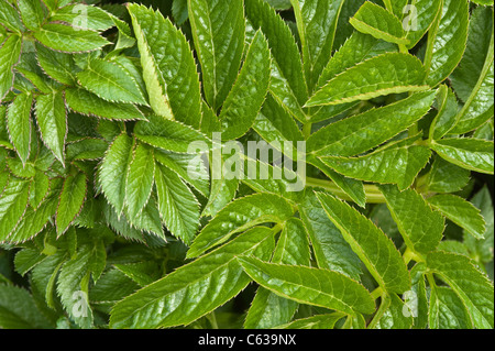 Wild Angelica (Angelica sylvestris) close-up di foglie Fair Isle Shetland Giugno Foto Stock