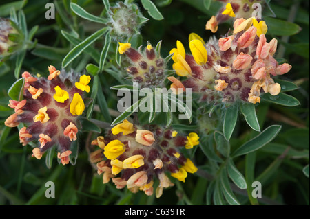 Rene veccia (Anthyllis vulneraria) close-up di fiori con lanosi-calyces rivestito. Fair Isle Isole Shetland Scozia UK Giugno Foto Stock