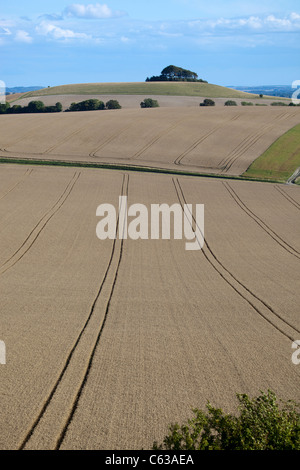 Vista dei campi di grano dal latte Hill nel Wiltshire Foto Stock