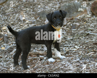 Jack Russell miniatura barboncino cucciolo a croce Foto Stock