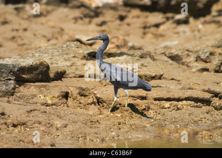 Scogliera orientale garzetta ( Egretta sacra - dark morph versione), East Point, Darwin, Territorio del Nord, l'Australia Foto Stock