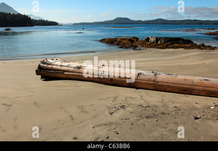 Log di grande lavata fino ad una spiaggia di sabbia in una tranquilla mattina d'estate Foto Stock