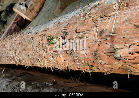 Registro Driftwood lavato fino a una spiaggia fori dal mare di bug e una pianta crescono fuori del log Foto Stock