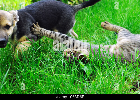 Di cane e di gatto la riproduzione Foto Stock