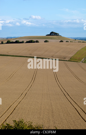 Vista dei campi di grano verso Woodborough Hill dal latte Hill nel Wiltshire Foto Stock