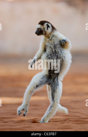 La Verreaux Sifaka (Propithecus verreauxi) Dancing in the Berenty Riserva Naturale, Madagascar meridionale Foto Stock