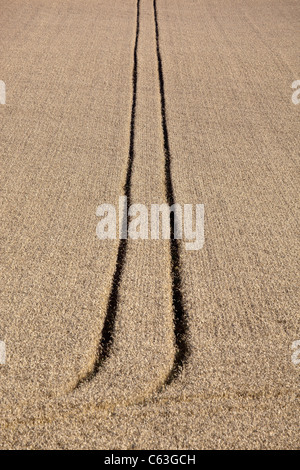 Campi di grano nel Wiltshire Foto Stock