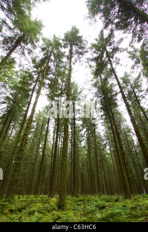 Bellever foresta nel Parco Nazionale di Dartmoor Foto Stock