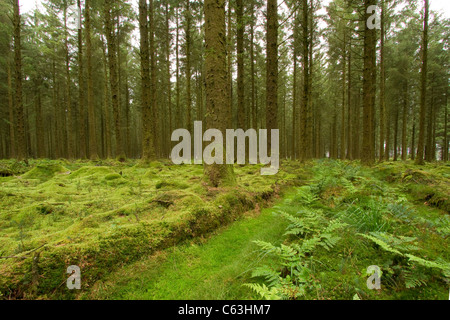 Bellever foresta nel Parco Nazionale di Dartmoor Foto Stock