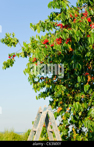 Ciliegio raccolto estivo soleggiato della scala verticale Foto Stock