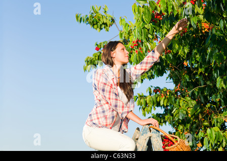 Ciliegio bella donna raccolto estate soleggiata campagna sulla scaletta Foto Stock