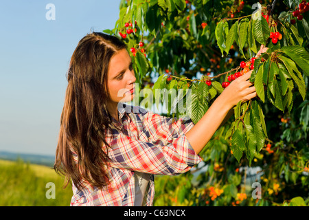 Ciliegio bella donna raccolto estate soleggiata campagna sulla scaletta Foto Stock