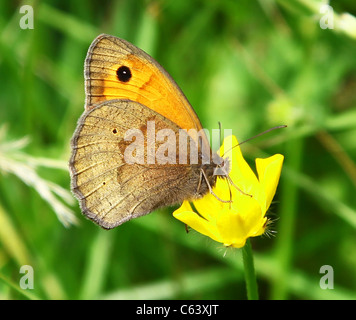 Un prato femmina marrone (Maniola jurtina) farfalla Foto Stock