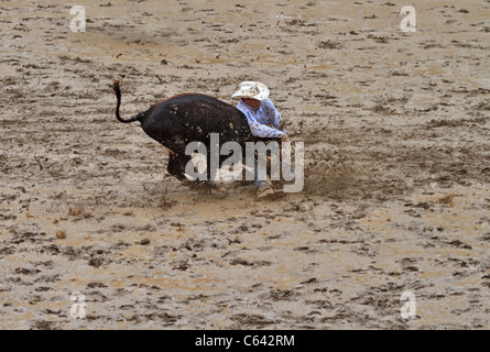 Steer wrestling su fondo bagnato e fangoso pomeriggio al Calgary Stampede, Alberta, Canada. Foto Stock